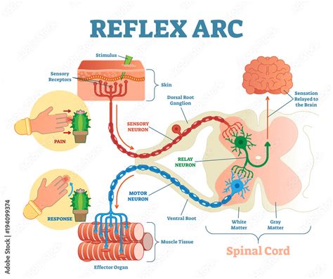 reflex arc difference with other nerves.